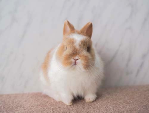 星うさぎページです。 ベビーの紹介 - うさぎ星 - 大阪のうさぎ専門店